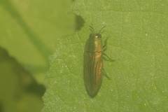 Agaeocera scintillans
