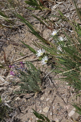 Townsendia grandiflora