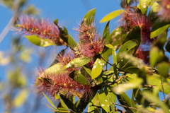 Melaleuca viridiflora