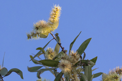 Melaleuca viridiflora