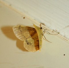 Lhommeia aediphlebia
