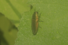 Agaeocera scintillans