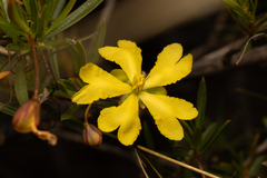 Hibbertia stirlingii