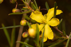 Hibbertia stirlingii