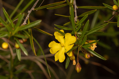 Hibbertia stirlingii