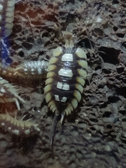 Porcellio expansus