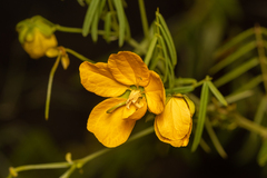 Senna aciphylla