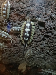 Porcellio expansus