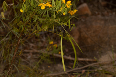 Senna aciphylla
