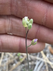 Boechera platysperma