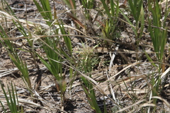 Castilleja sessiliflora