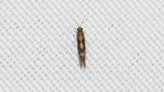 Agraylea multipunctata