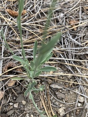 Boechera platysperma