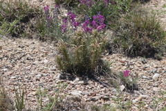 Castilleja sessiliflora