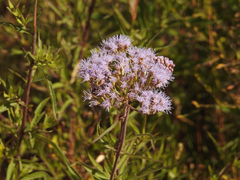Chromolaena arnottiana