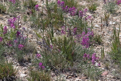 Castilleja sessiliflora