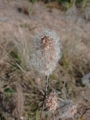 Pterocaulon lorentzii