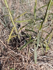 Pterocaulon lorentzii