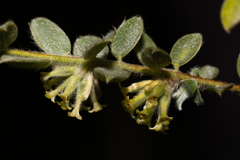 Pimelea chlorina