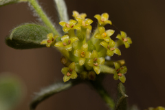 Pimelea chlorina