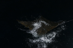 Mobula tarapacana