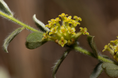 Pimelea chlorina