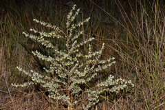 Pimelea chlorina
