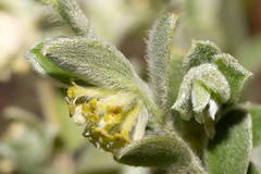 Pimelea chlorina
