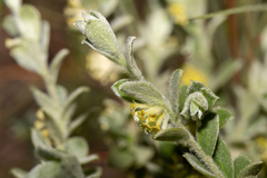 Pimelea chlorina