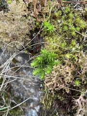 Huperzia appressa
