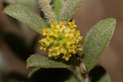 Pimelea chlorina