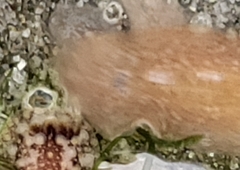 Kaburakia excelsa