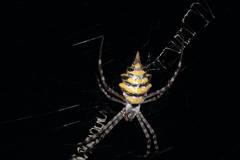 Argiope australis
