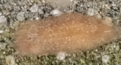 Kaburakia excelsa