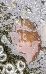 Kaburakia excelsa