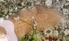 Kaburakia excelsa