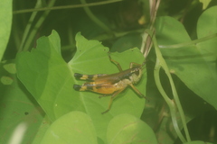 Boopedon flaviventris