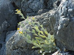 Pentanema verbascifolium