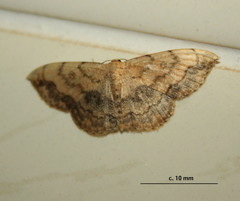 Scopula pulchellata