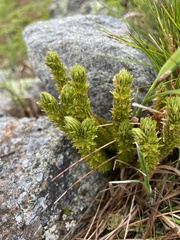 Huperzia appressa