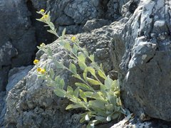 Pentanema verbascifolium