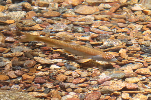 Bluehead chub (Nocomis leptocephalus) — Cyprinidae — 5