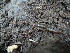 Eriopis nobilis