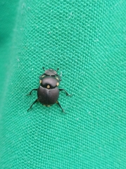 Canthon septemmaculatus