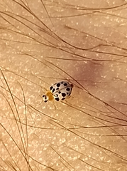 Psyllobora parvinotata