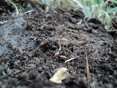 Eriopis nobilis