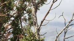 Pacarina shoemakeri