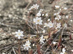 Eriogonum spergulinum