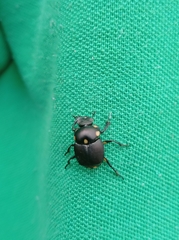 Canthon septemmaculatus
