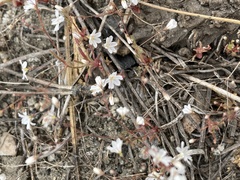 Eriogonum spergulinum
